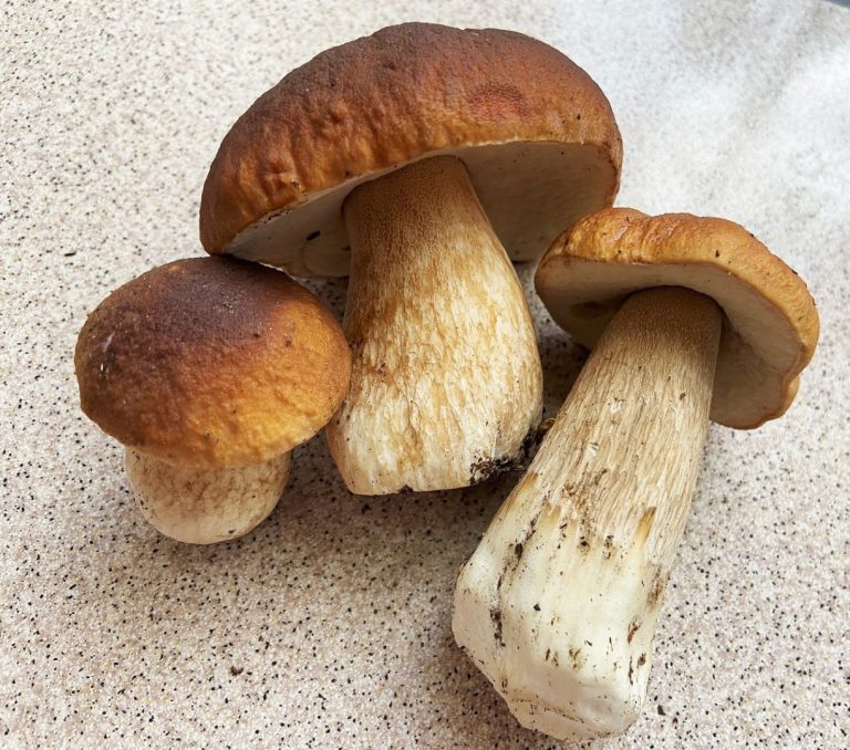 Nos astuces : comment préparer les cèpes